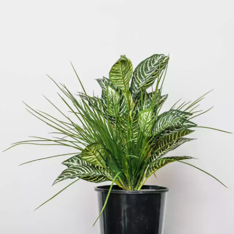 Picture of PLANT IMAGE ZEBRA MIX TAMBOUR POT