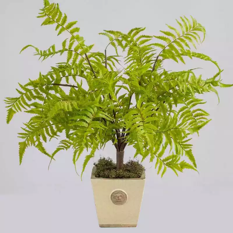 Picture of PLANT IMAGE FOREST FERN SMALL 540 X 380MM GREEN